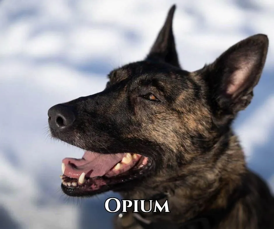 Opium du Blason a Croix d’Argent Personal and Family Protection Dog