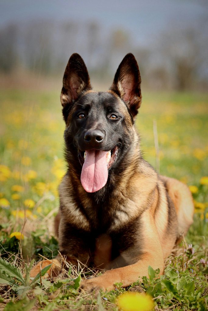 A Belgian Malinois dog lying in a field of yellow flowers on a sunny day.