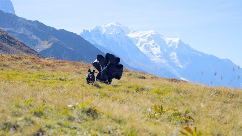 X Line Protection Dog Riptide du Blason a Croix d’Argent high altitude training X Line Protection Dog Riptide du Blason a Croix d’Argent high altitude training