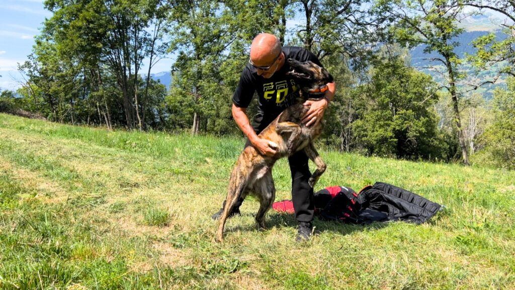 X Line Skywalker Dutch Shepherd Family Protection Dog X Line Skywalker Dutch Shepherd Family Protection Dog