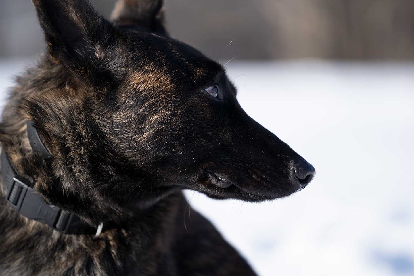 Personal Protection Dogs for Sale: Why “Personal” Is the Most Misunderstood Word in Protection 2 Alpinhaus Shepherds
