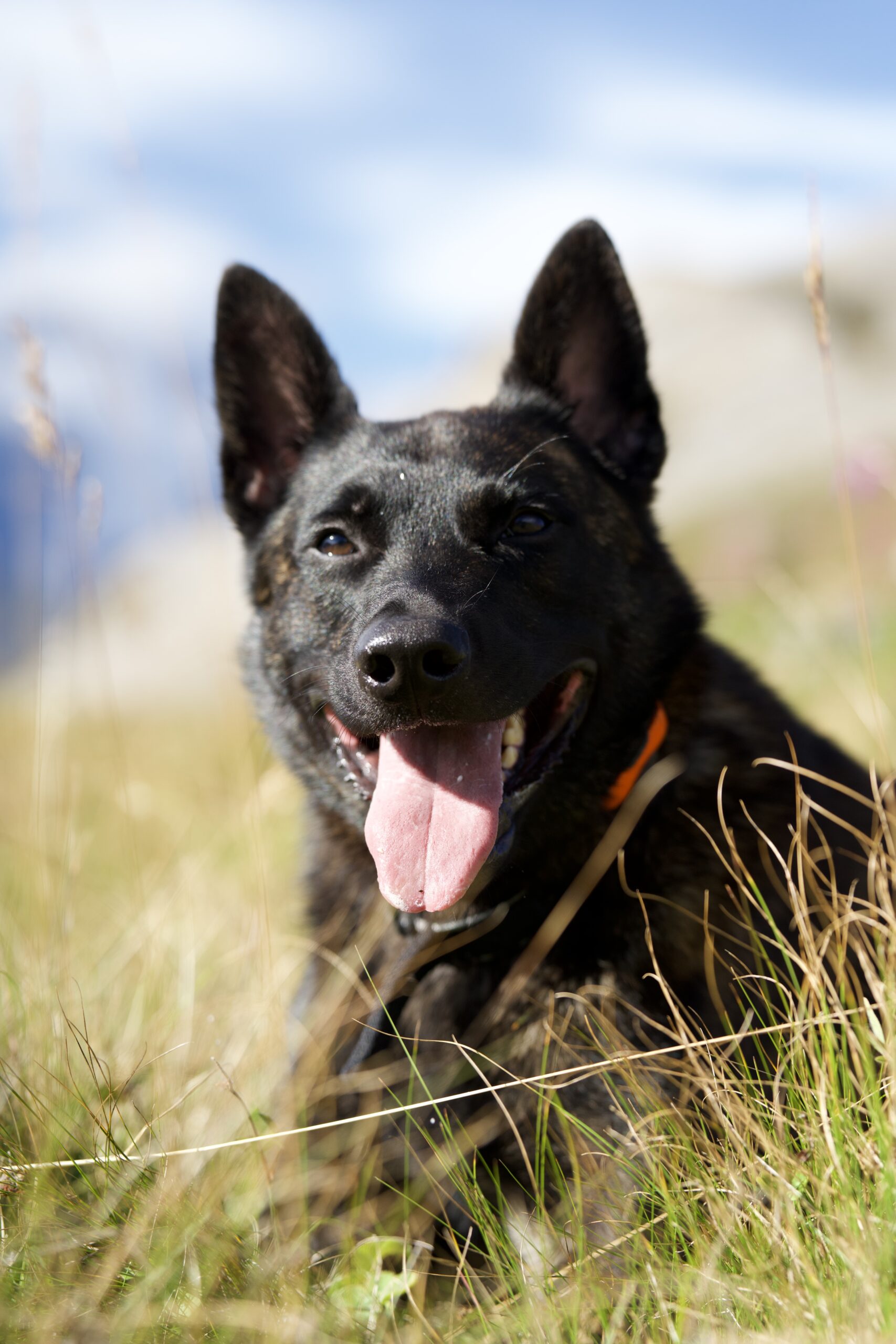 Serious Black X Line Dutch Shepherd Family Protection Dog in the French Alps Serious Black X Line Dutch Shepherd Family Protection Dog in the French Alps