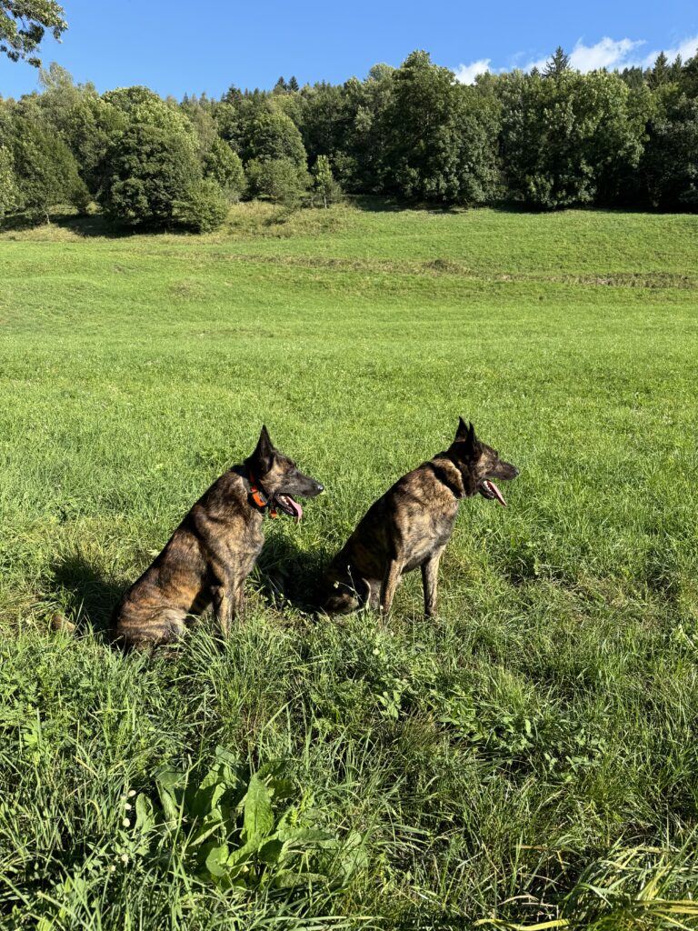 IMG_4558 Alpinhaus Shepherds personal protection dog,protection dog,alpinhaus,personal protection dogs