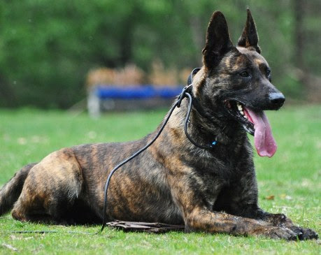 Knpv dog KNPV