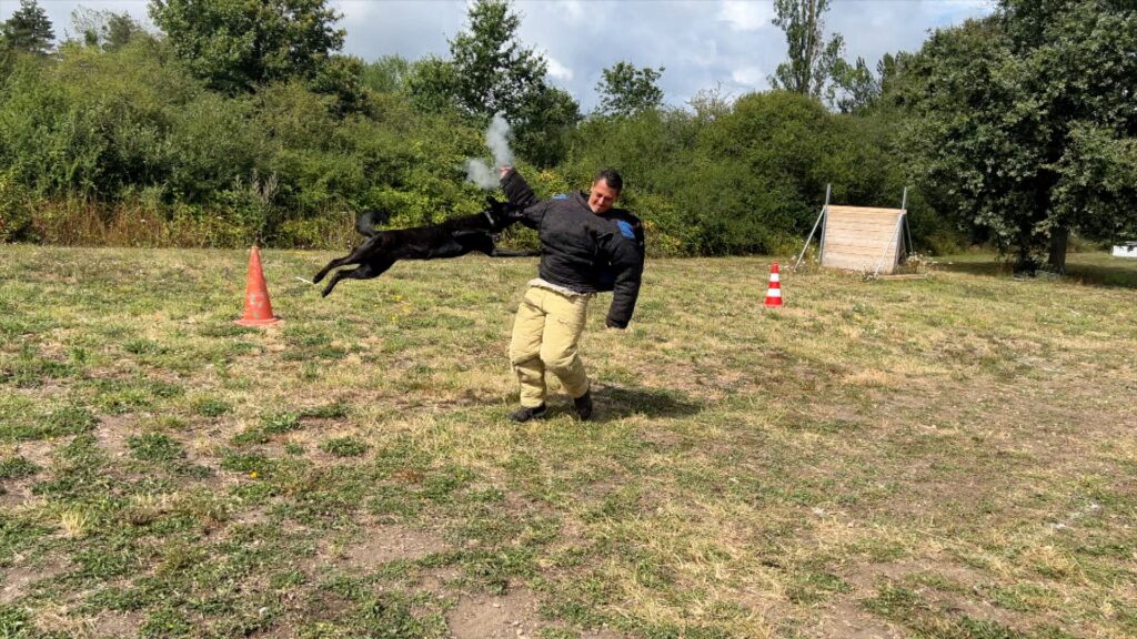 Dutch Shepherd Riptide attacking Gun Shooting Bad Guy Dutch Shepherd Riptide attacking Gun Shooting Bad Guy