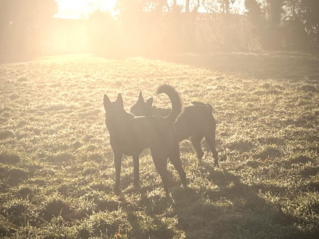 Family Protection Dogs at sunset Family Protection Dogs at sunset