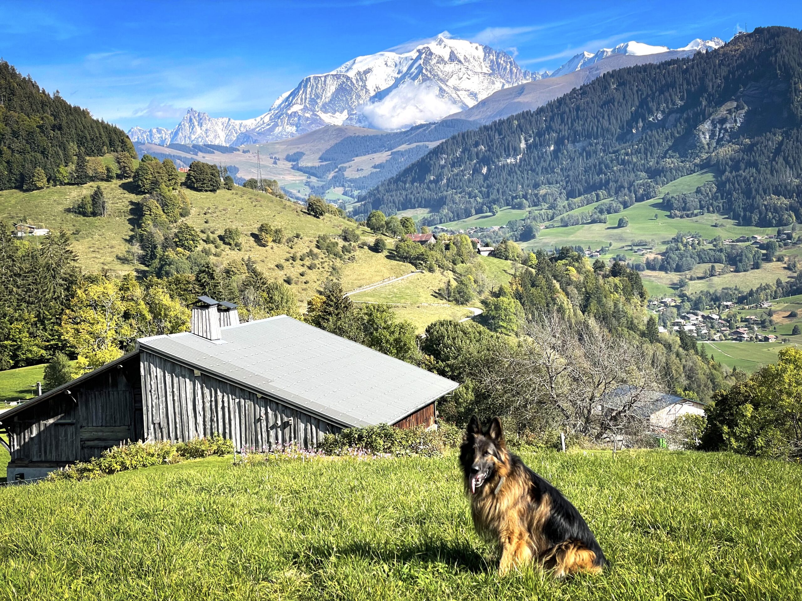 Color Corrected Connor w Mt Blanc in the Background Alpinhaus Shepherds personal protection dog,protection dog,alpinhaus,personal protection dogs