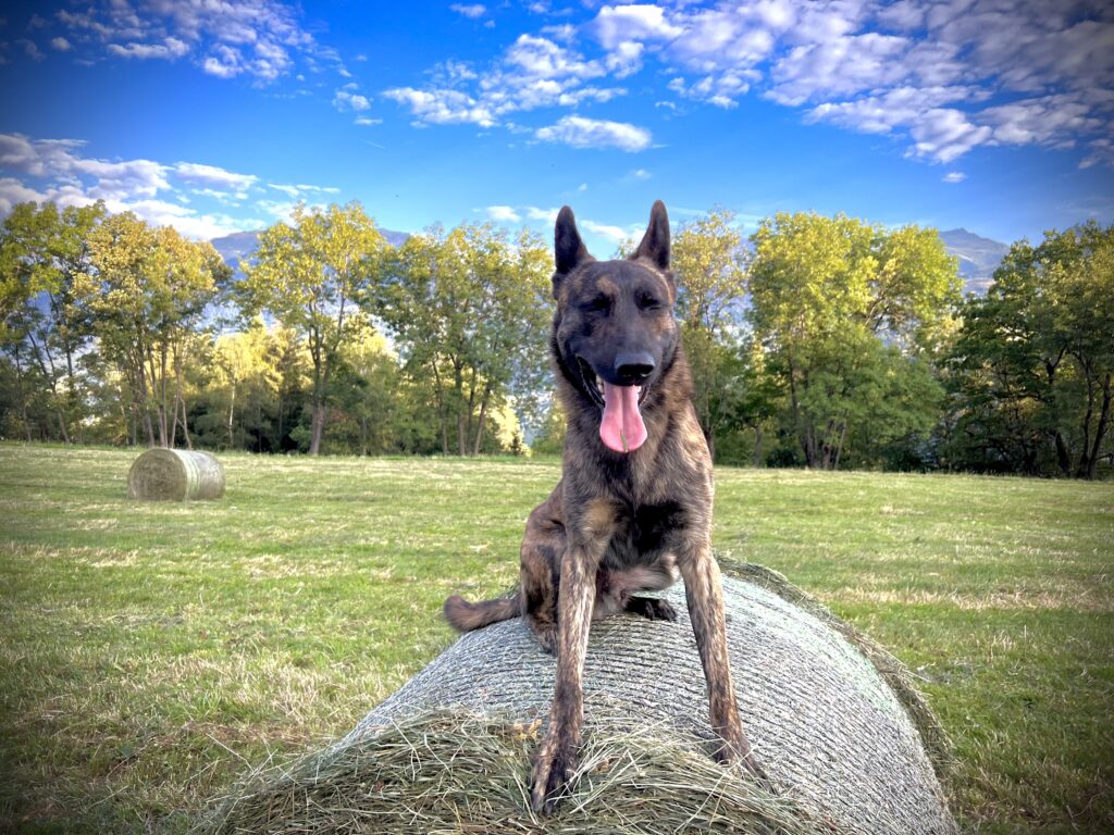 Guard Dogs vs. AlpinHaus Protection Dogs: Why “Good Enough Security” Fails Families 2 Alpinhaus Shepherds Guard Dog,Protection Dogs