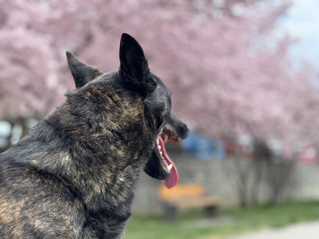 Guard Dogs vs. AlpinHaus Protection Dogs: Why “Good Enough Security” Fails Families 5 Alpinhaus Shepherds Guard Dog,Protection Dogs