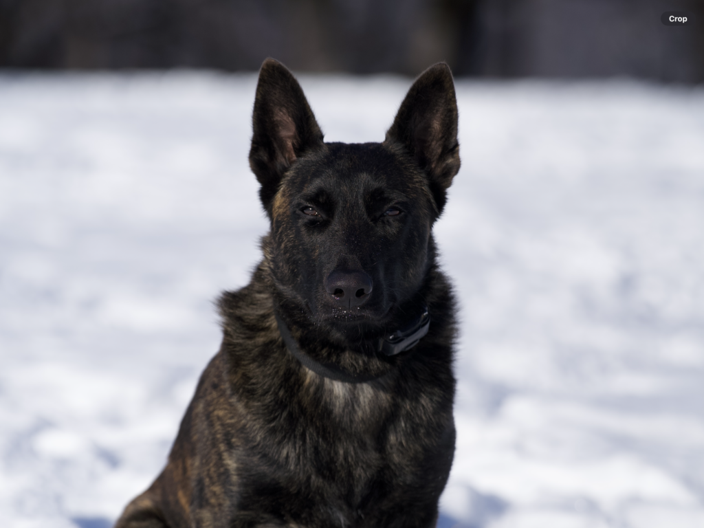 IMG_3100 Alpinhaus Shepherds