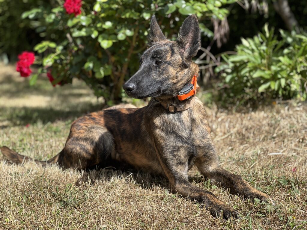 IMG_3114 Alpinhaus Shepherds personal protection dog,protection dog,alpinhaus,personal protection dogs