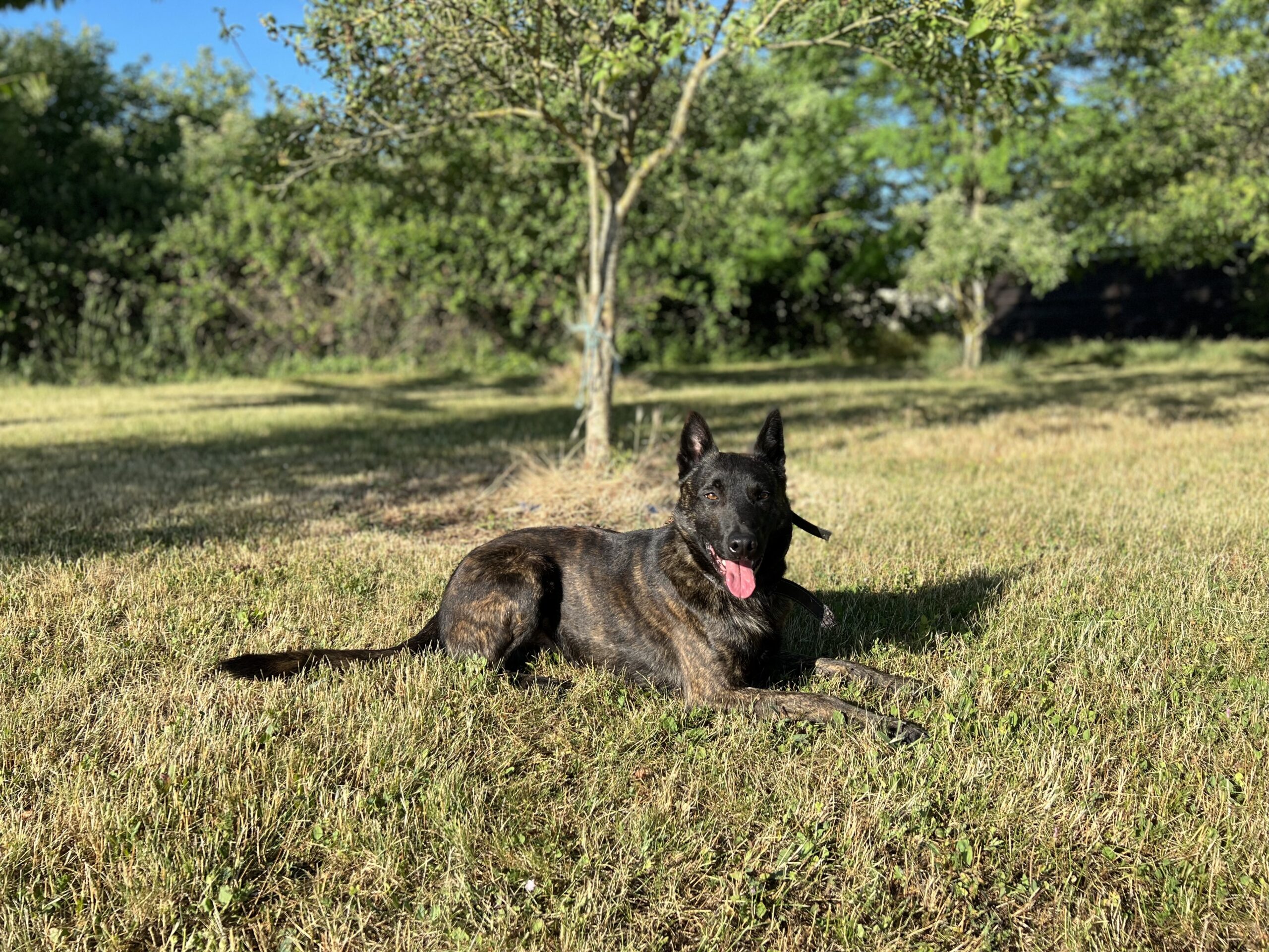IMG_3219 Alpinhaus Shepherds personal protection dog,protection dog,alpinhaus,personal protection dogs