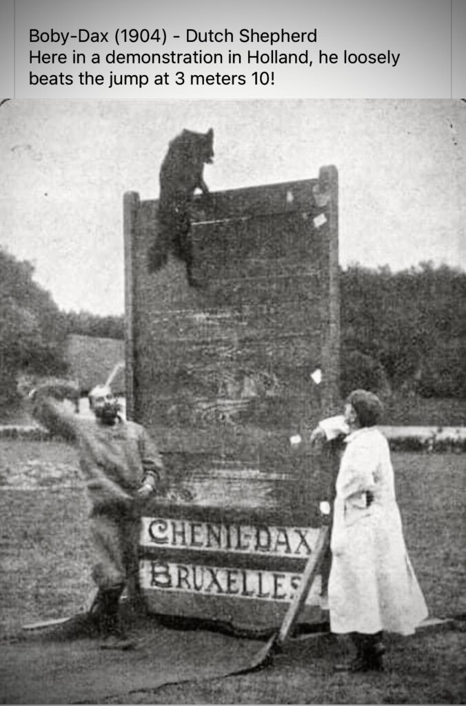 Old Photo of Dutch Shepherd Training Old Photo of Dutch Shepherd Training