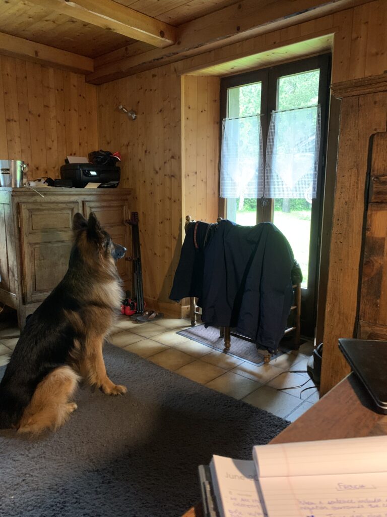 IMG_3731 Alpinhaus Shepherds personal protection dog,protection dog,alpinhaus,personal protection dogs