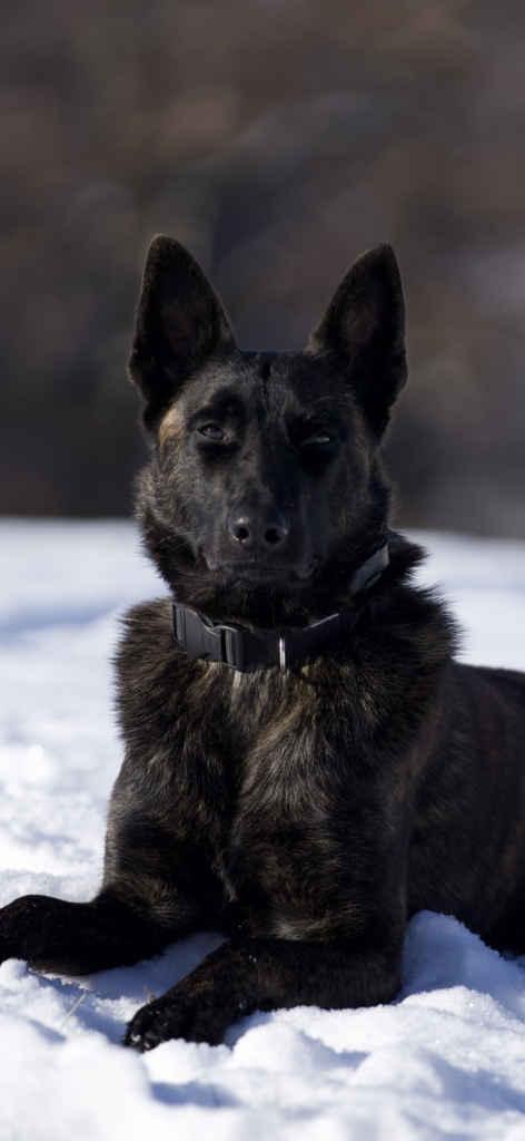Serious Black Dutch Shepherd Serious Black Dutch Shepherd