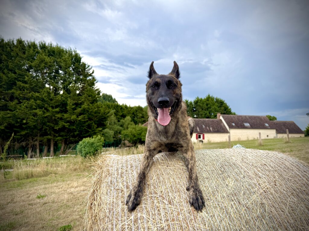 IMG_8766 Alpinhaus Shepherds