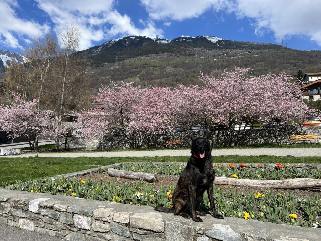 Buy a Trained Protection Dog: What “Trained” Really Means—and Why Most Dogs Aren’t 8 Alpinhaus Shepherds