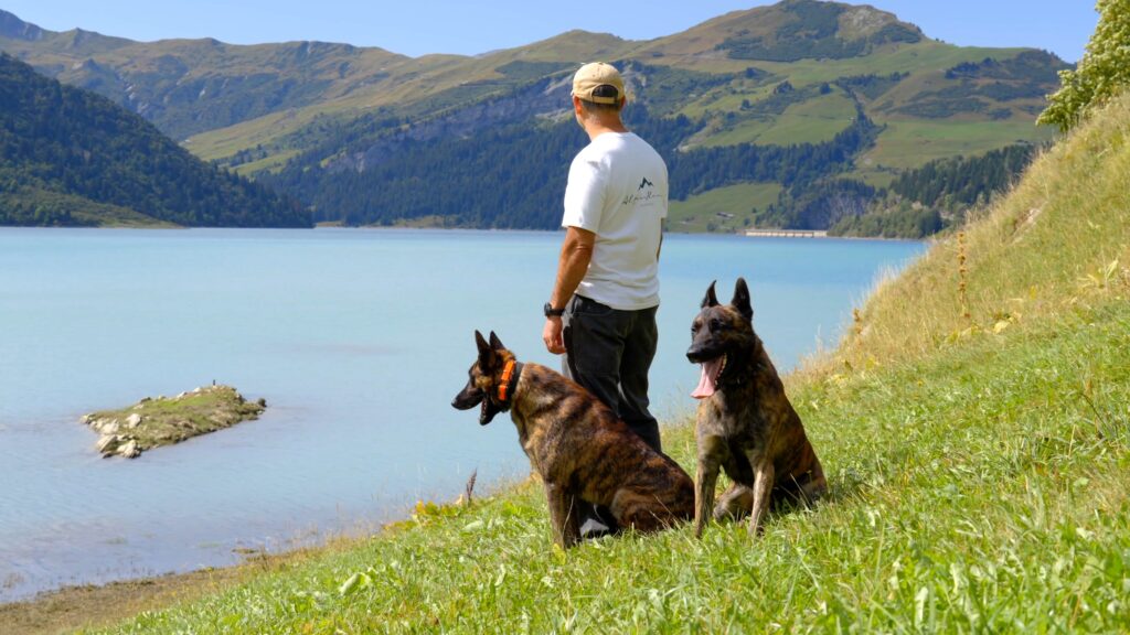 Why Protection Dogs 2.0 Requires Training Most Trainers Cannot Produce 2 Alpinhaus Shepherds