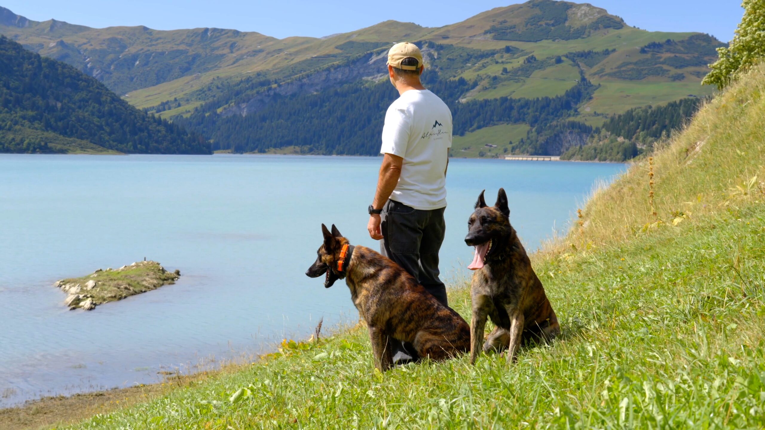 Why Protection Dogs 2.0 Requires Training Most Trainers Cannot Produce 1 Alpinhaus Shepherds