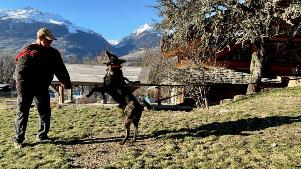 Guard Dogs vs. AlpinHaus Protection Dogs: Why “Good Enough Security” Fails Families 6 Alpinhaus Shepherds Guard Dog,Protection Dogs