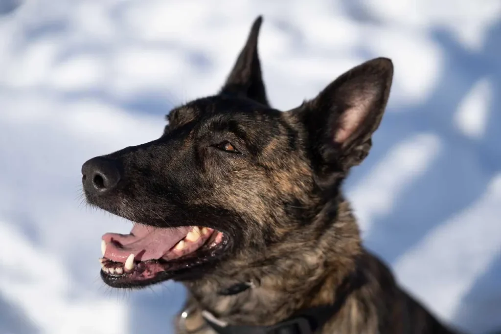 Elite Protection Dogs for Sale: Why “Elite” Usually Means Nothing—and When It Actually Does 2 Opium du Blason a Croix d’Argent Personal and Family Protection Dog