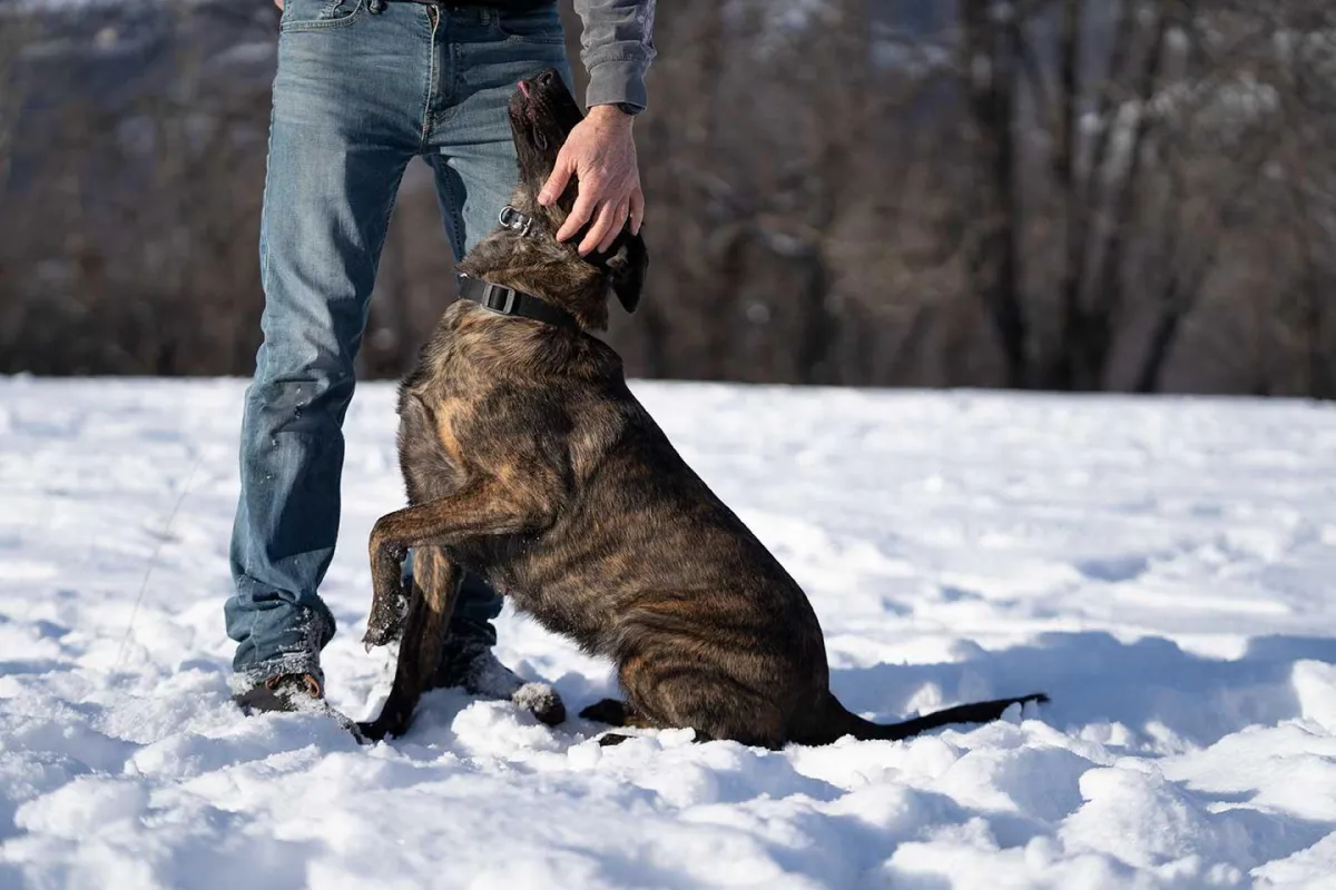 Opium du Blason a Croix d’Argent Personal and Family Protection Dog Opium du Blason a Croix d’Argent Personal and Family Protection Dog