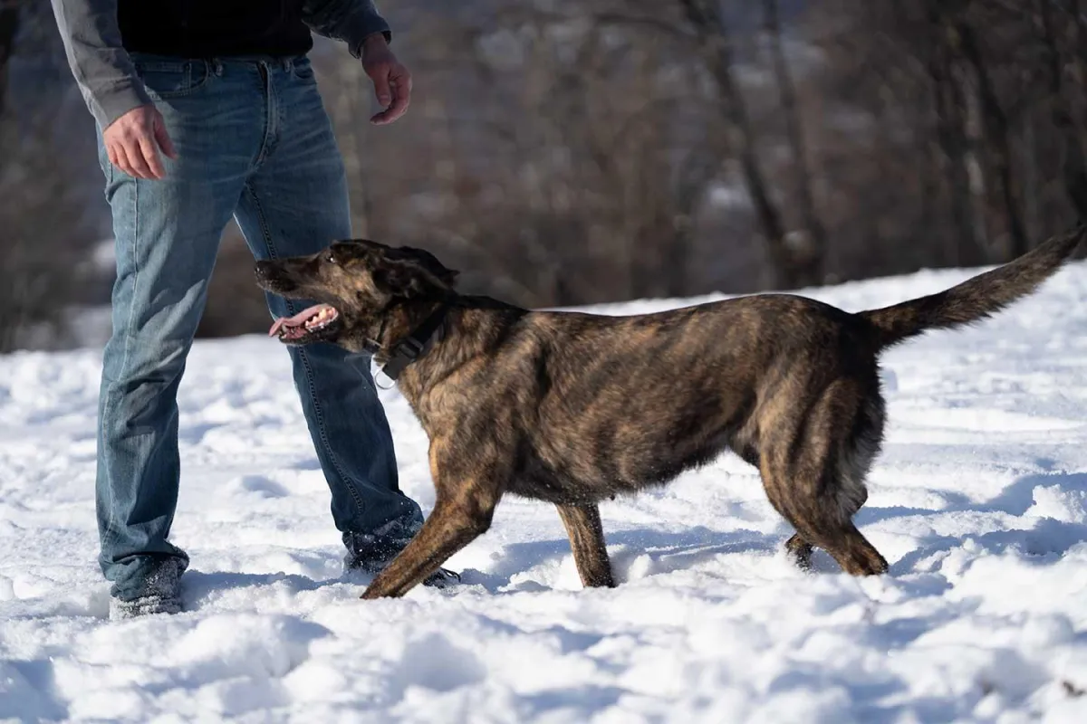 Opium du Blason a Croix d’Argent Personal and Family Protection Dog Opium du Blason a Croix d’Argent Personal and Family Protection Dog