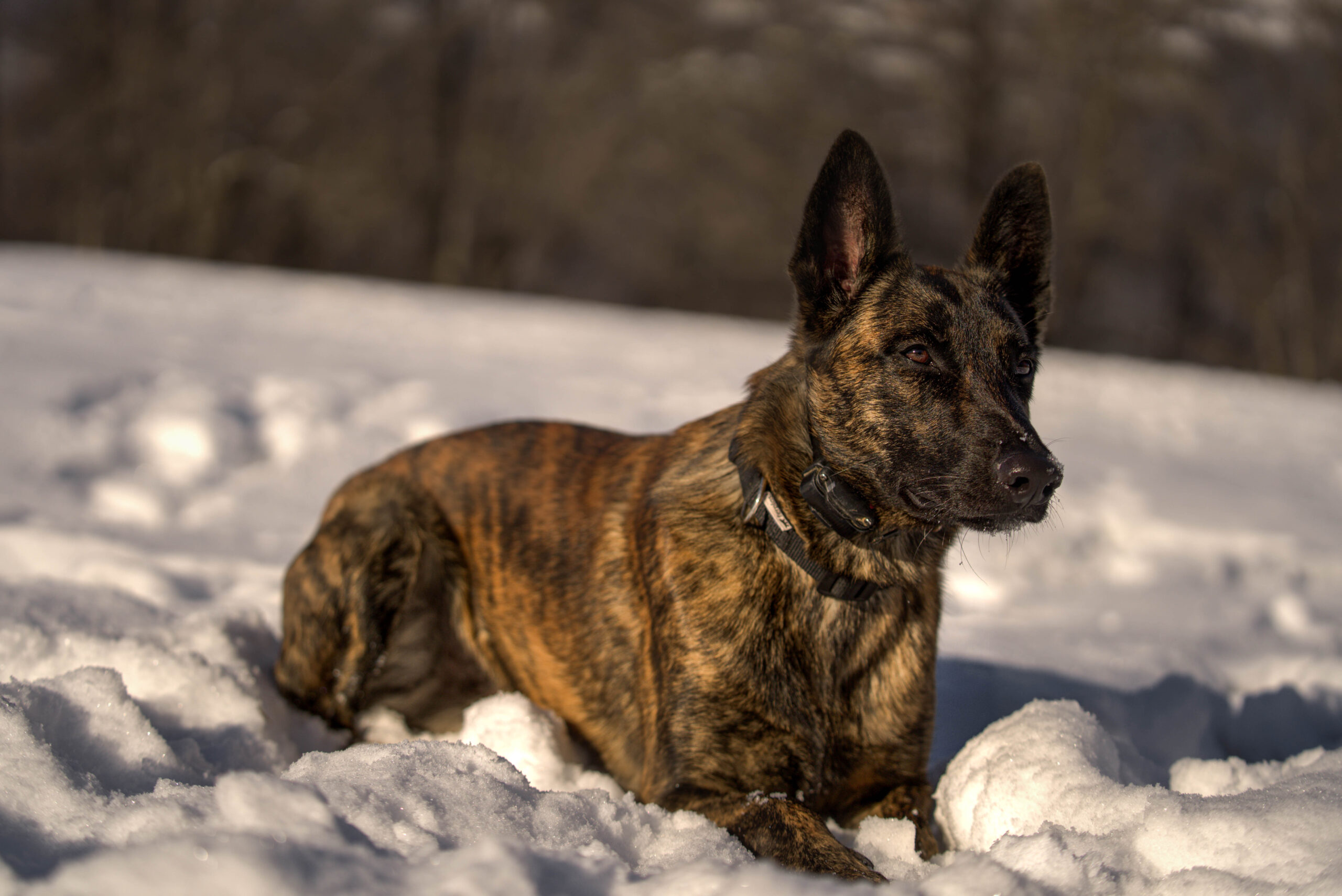 What Are the Best Protection Dogs? 3 X Line Skywalker Dutch Shepherd Family Protection Dog