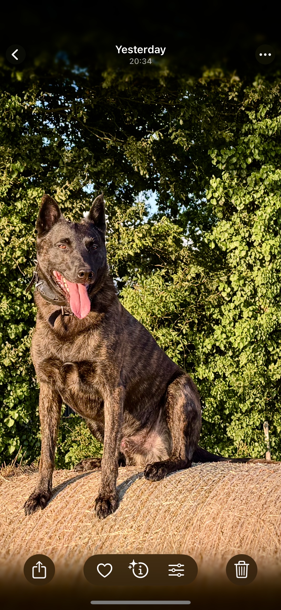 Screenshot Alpinhaus Shepherds personal protection dog,protection dog,alpinhaus,personal protection dogs