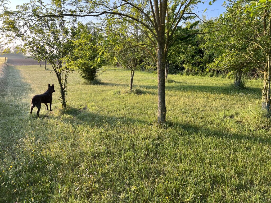 Opium du Blason a Croix d’Argent Personal and Family Protection Dog Opium du Blason a Croix d’Argent Personal and Family Protection Dog