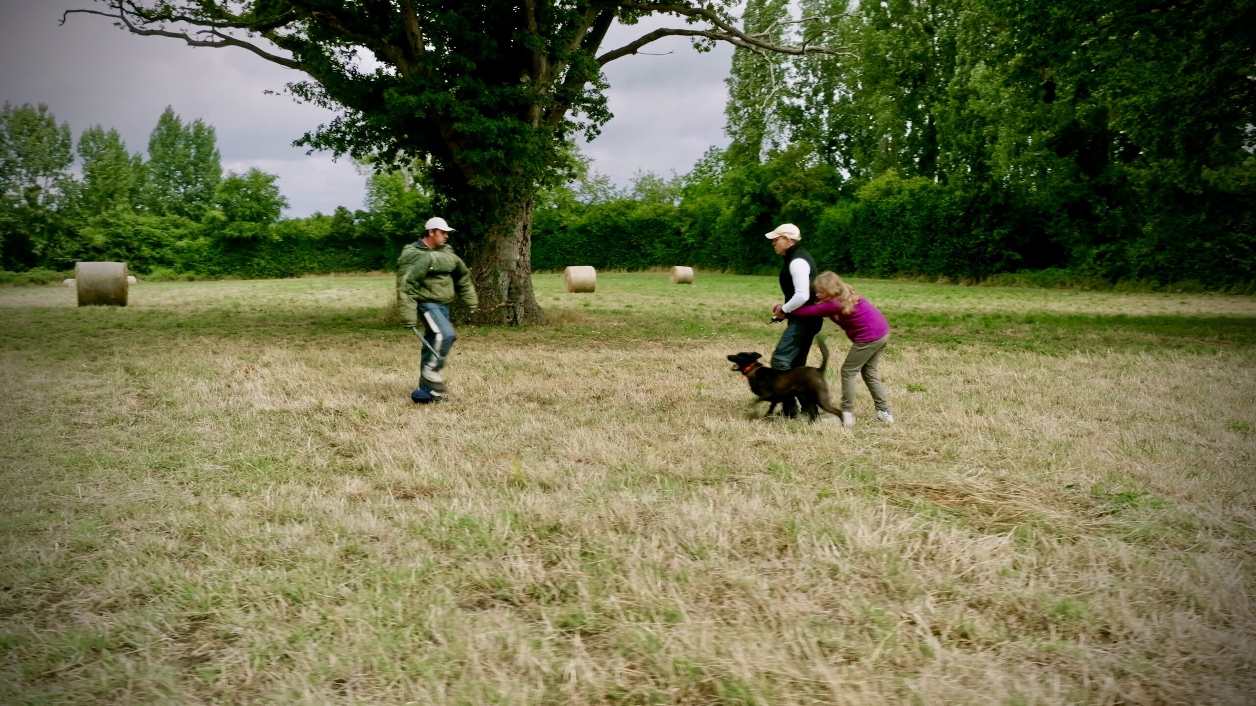 Personal Protection Belgian Malinois for Sale: The Difference Between a Weapon and a Guardian 2 X Line Rebelle Family Protection Dog Defending 9 Year Old Girl