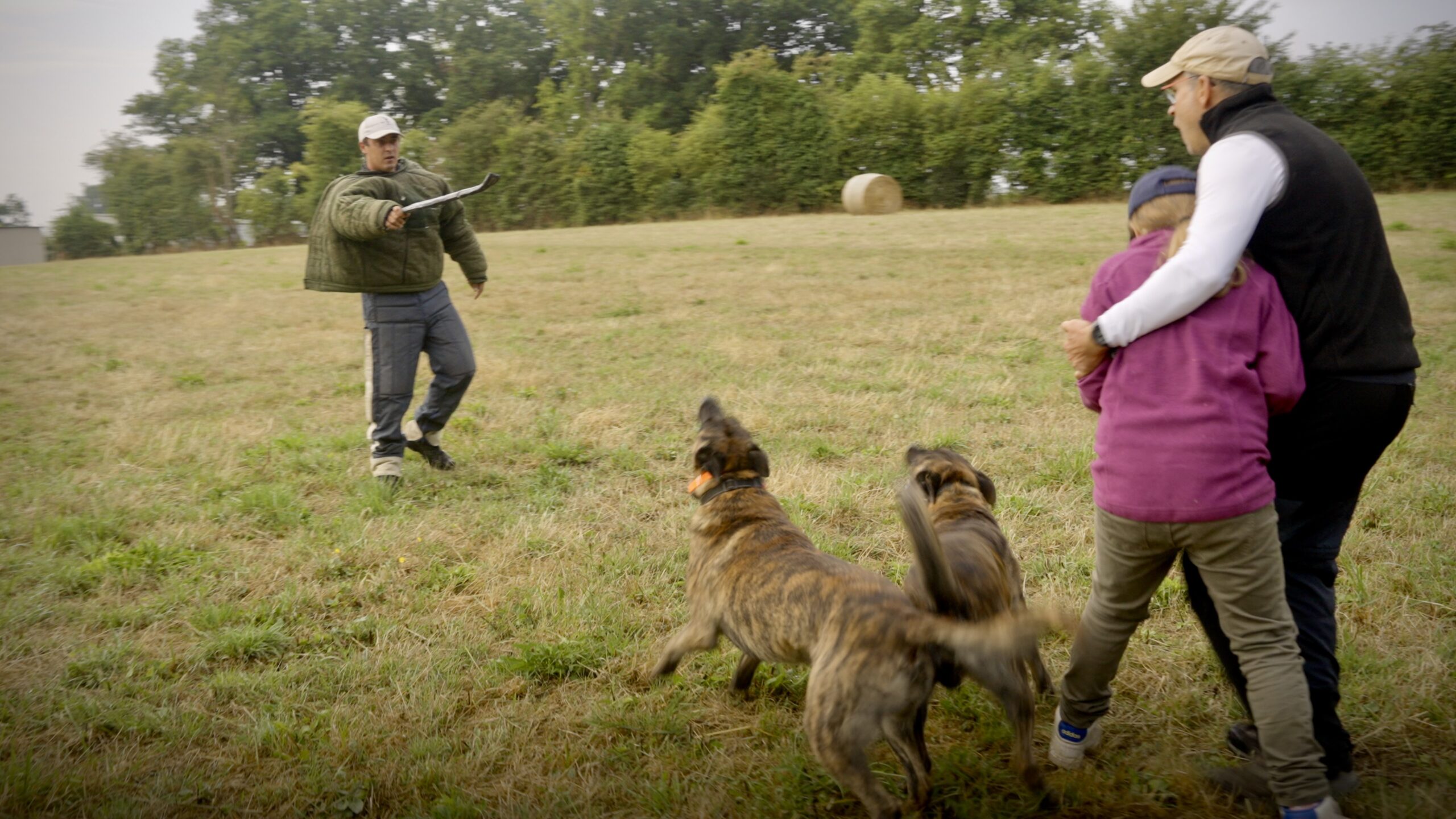 Elite Protection Dogs for Sale: Why “Elite” Usually Means Nothing—and When It Actually Does 3 X Line Shadow Boxer and Skywalker defending Father and Daughter against Attacker