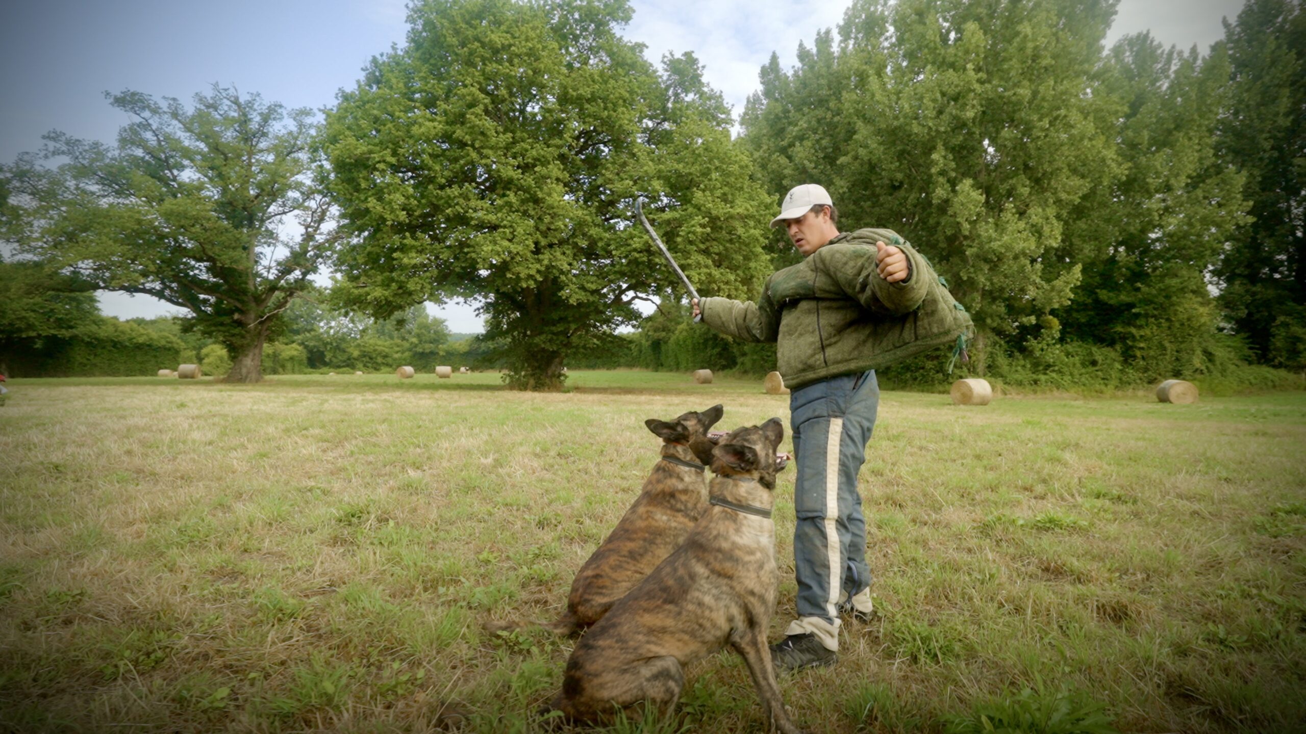Fully Trained Protection Dogs for Sale: Why “Fully Trained” Is the Most Misleading Phrase in Protection 2 X Line Shadow and Skywalker Simultaneously Guard Bad Guy
