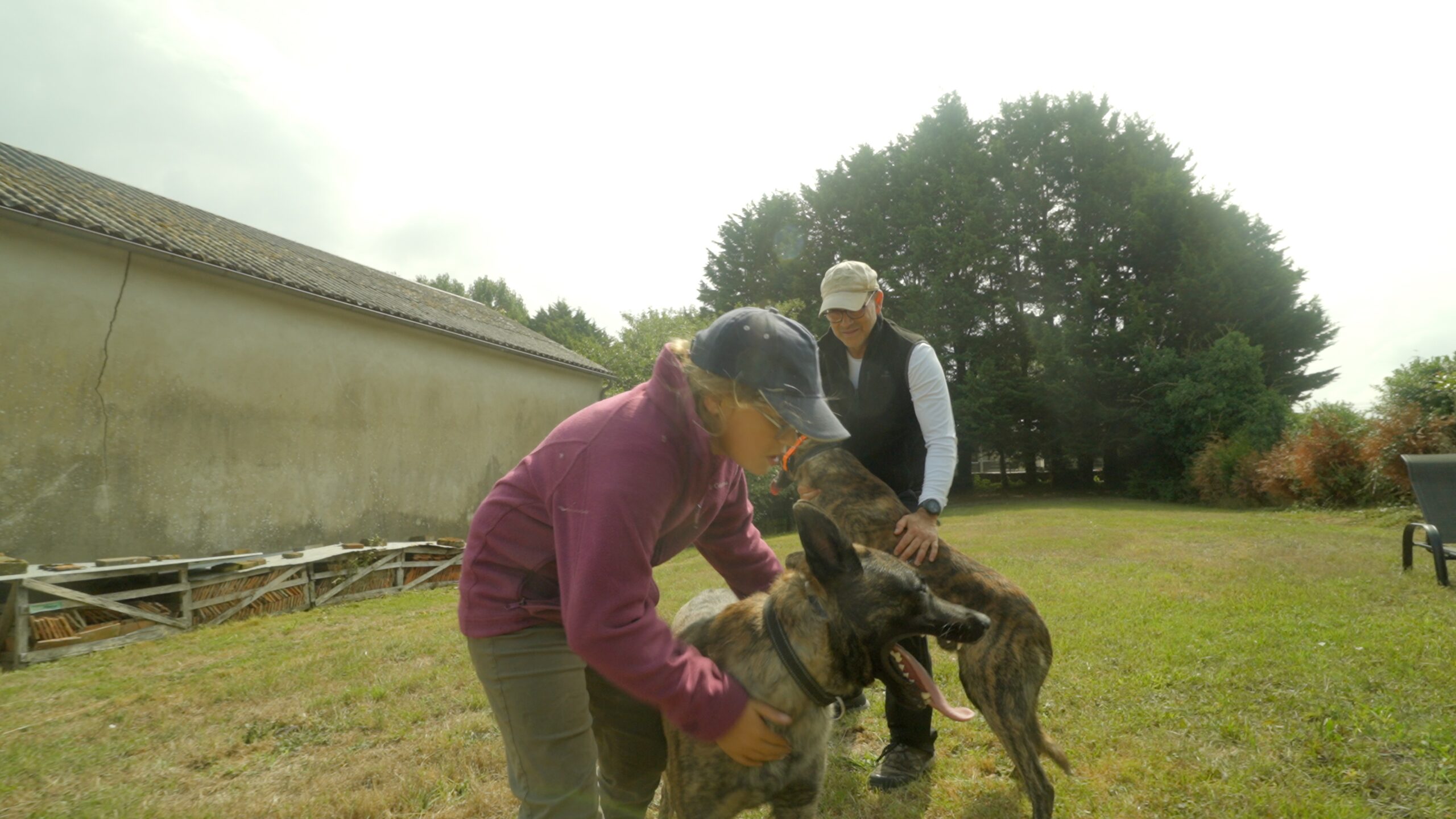 Protection Dog Cost: Why Prices Range from $20,000 to $275,000—and What Actually Matters 4 9 Year Old with 2 X Line Dutch Shepherd Family Protection Dogs