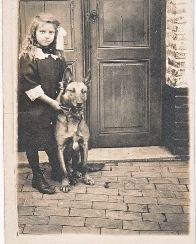 1900s Belgian Malinois Family Threat Deterrent Dog 1900s Belgian Malinois Family Threat Deterrent Dog