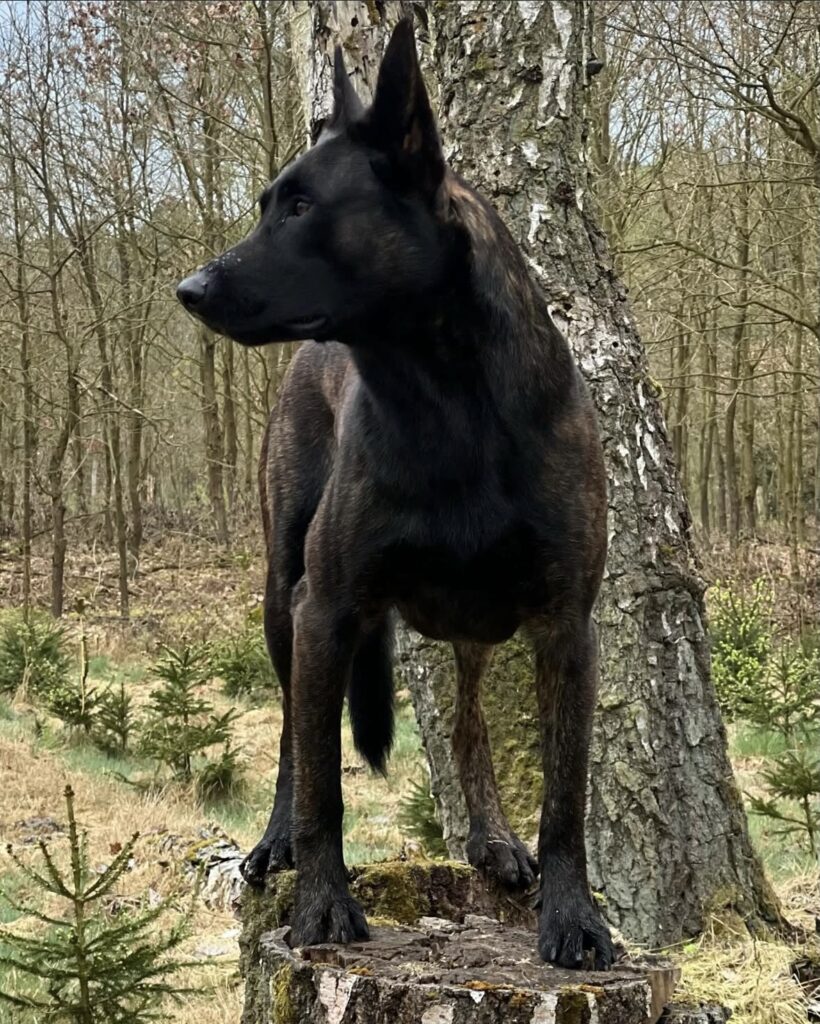 Dutch Shepherd Family Protection Dog Dutch Shepherd Family Protection Dog