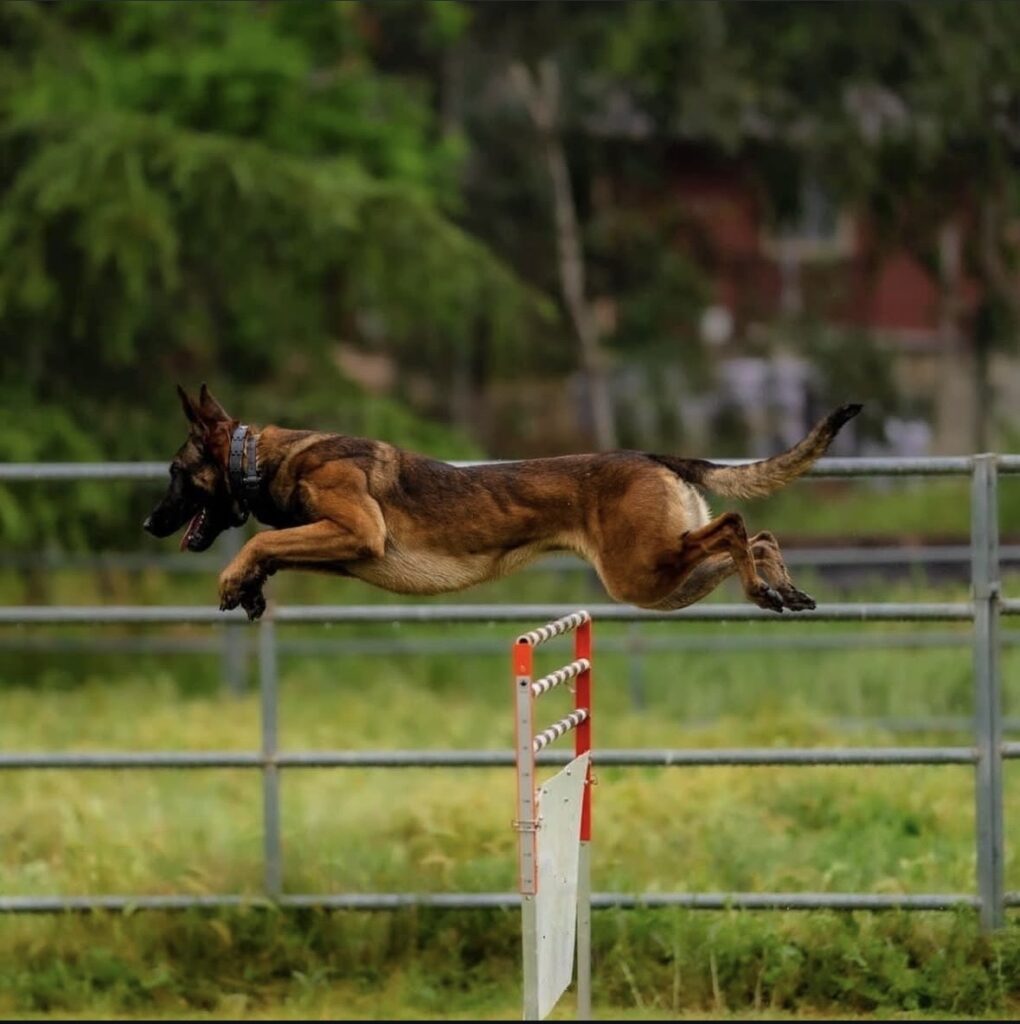 Belgian Malinois Protection Dog Jumping Belgian Malinois Protection Dog Jumping