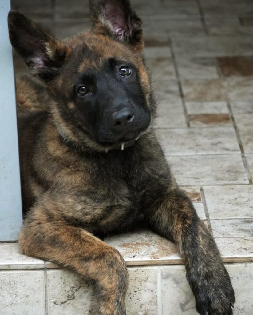 Belgian Malinois Personal Protection Dog Puppy Belgian Malinois Personal Protection Dog Puppy