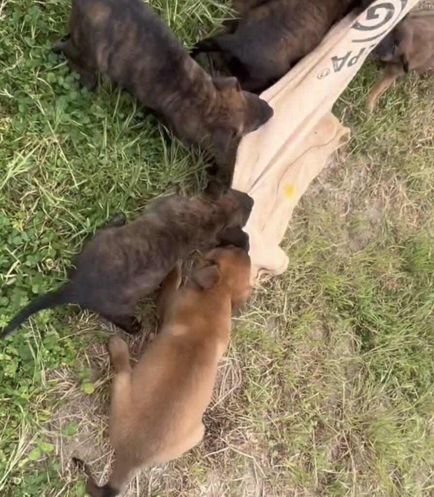 Belgian Malinois Puppies Biting Belgian Malinois Puppies Biting