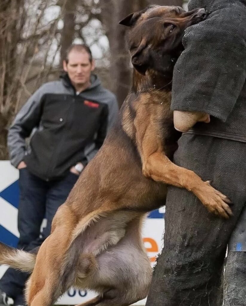 KNPV Belgian Malinois KNPV Belgian Malinois