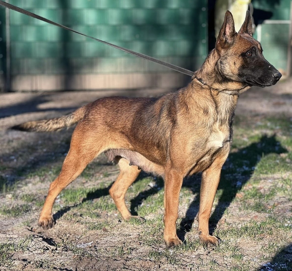 Trained Belgian Malinois for Sale: Why the Breed Amplifies Training Mistakes 1 Belgian Malinois Fully Trained Protection Dog