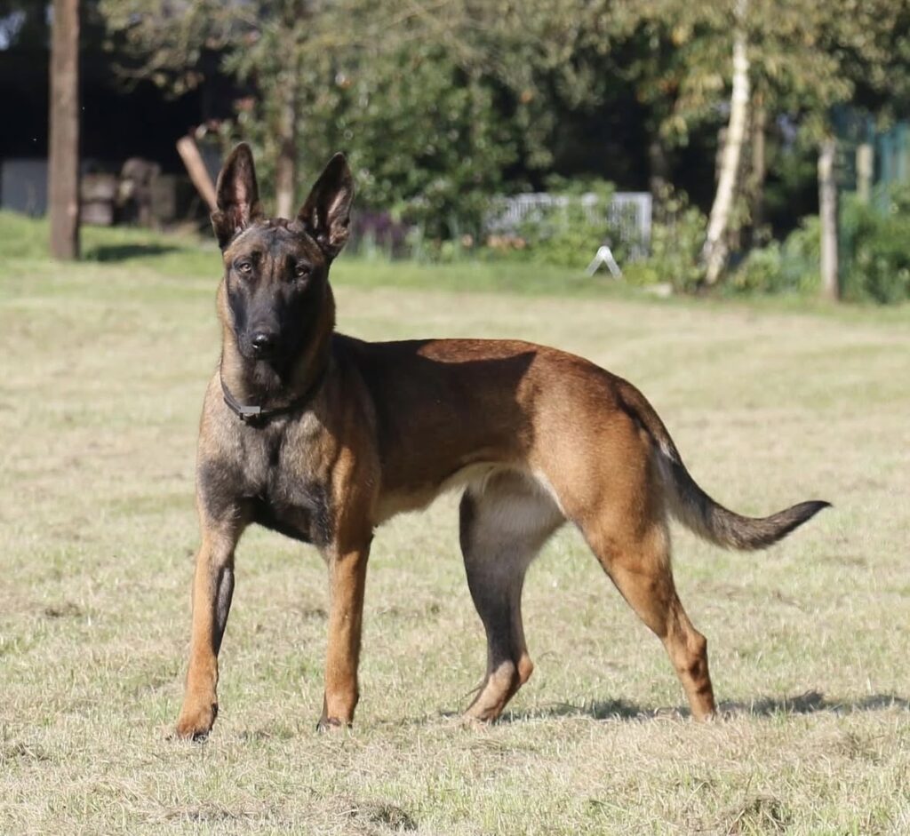 Belgian Malinois Protection Dog Belgian Malinois Protection Dog