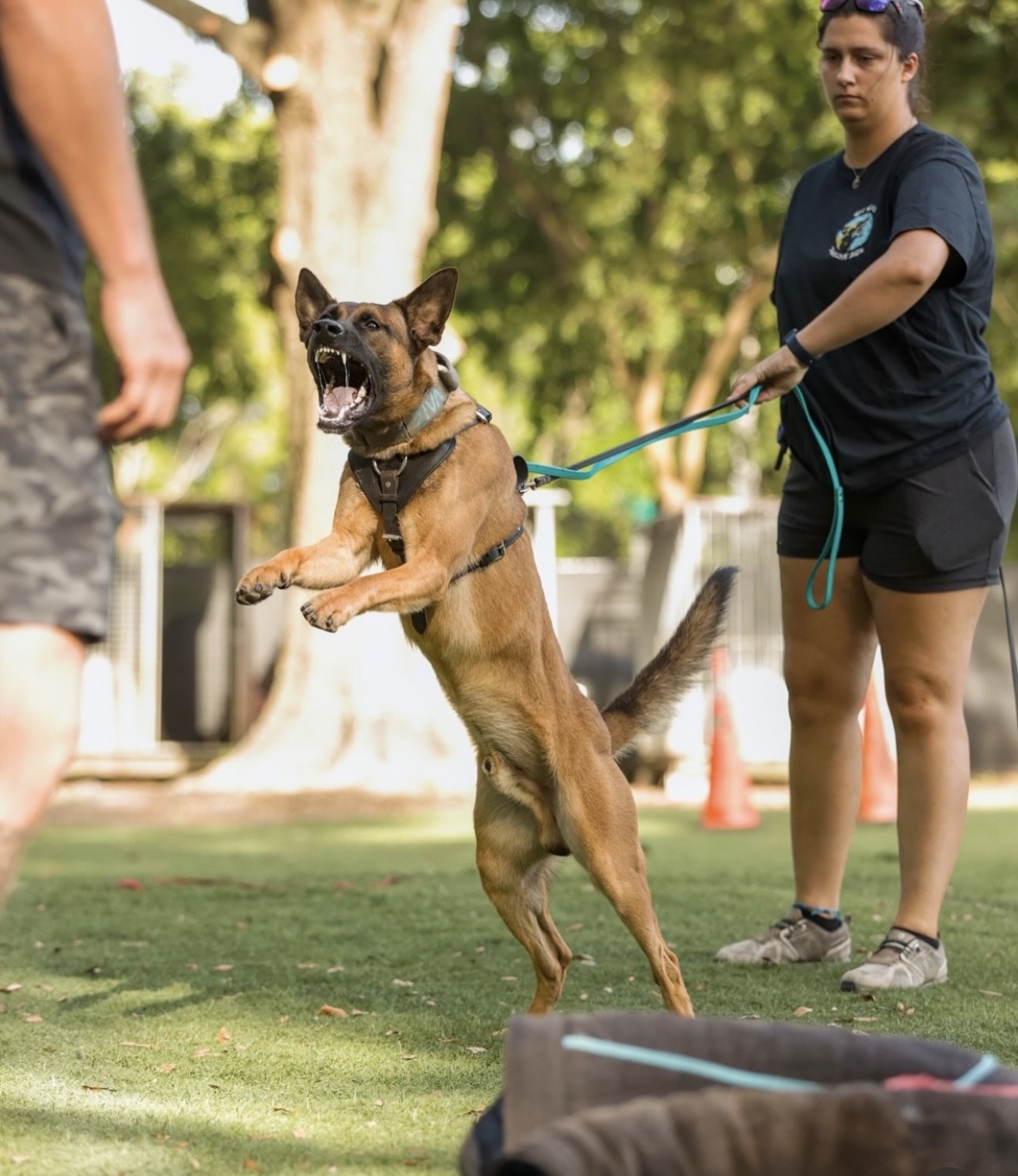 Trained Family Protection Dogs for Sale: Why Family Safety Is the Hardest Standard of All 2 Belgian Malinois Protection Dog Trained
