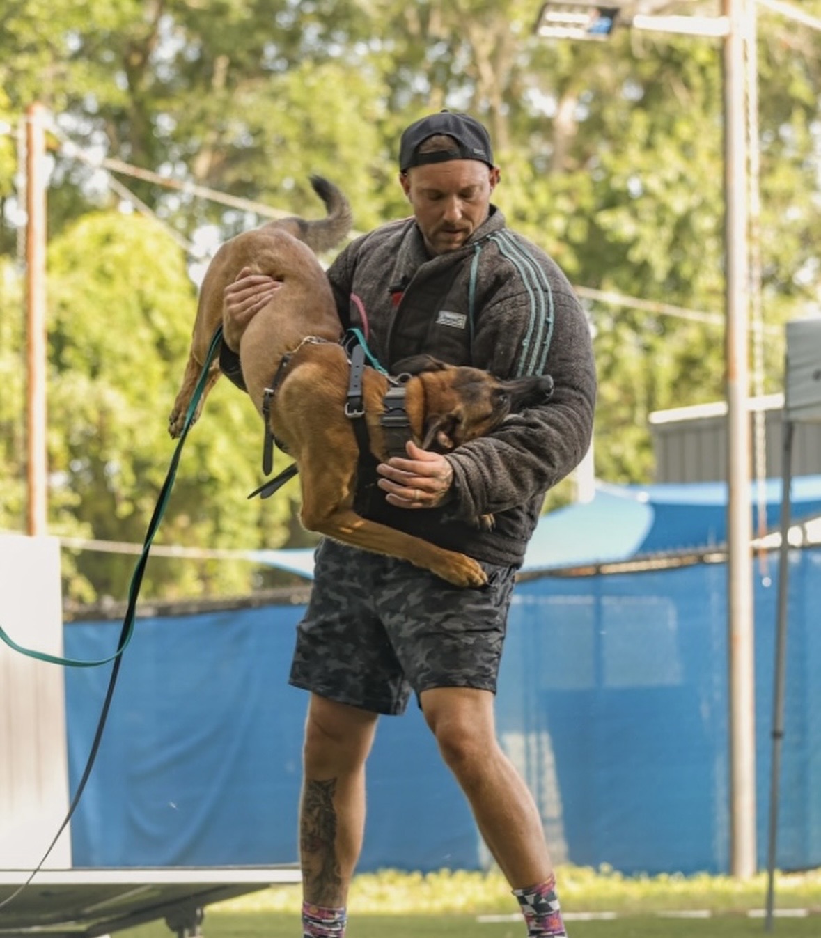 Trained Protection Dogs for Sale: The Difference Between Conditioned Aggression and Real Protection 2 Belgian Malinois Bicep Bite