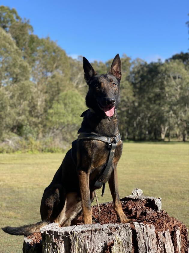 Belgian Malinois Fully Trained Protection Dog Belgian Malinois Fully Trained Protection Dog