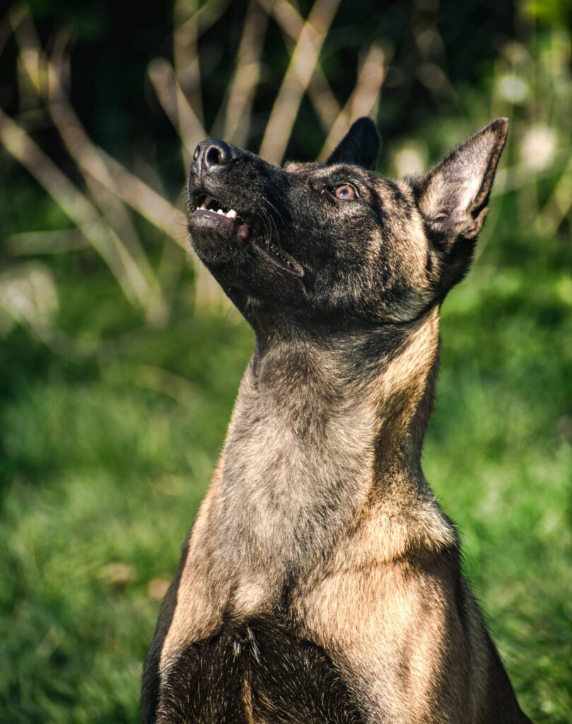Belgian Malinois Protection Dog Belgian Malinois Protection Dog