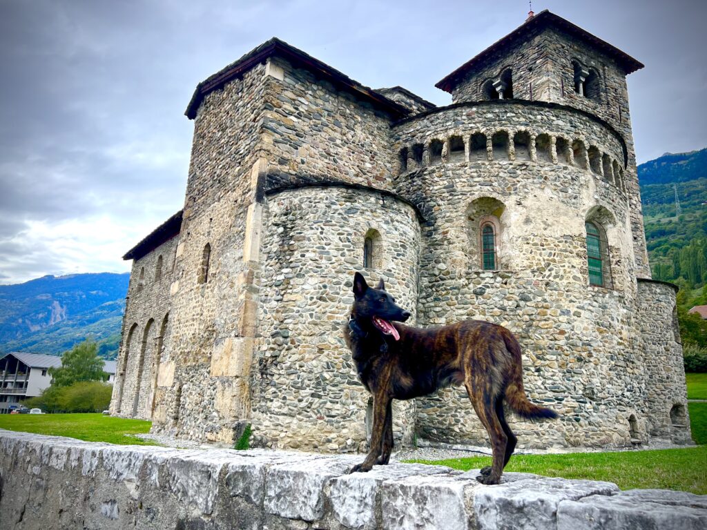 Dutch Shepherd Protection Dog Hunter Dutch Shepherd Protection Dog Hunter